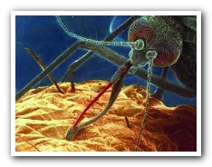 İvedik Osb Sineklik